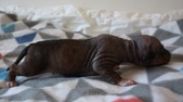 2nd puppy: male