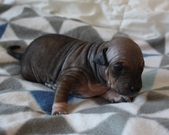 3rd puppy: female