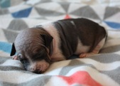 4th puppy: female