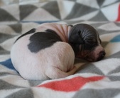 5th puppy: female