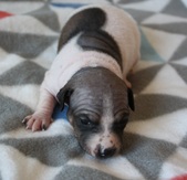 6th puppy: female