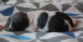 7th puppy: female