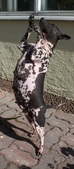 Enlarge photo 8