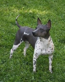 Dynali (WMK's Little Oak Dynali)