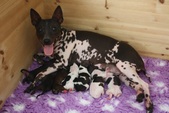 Dynali & Nuutti Pups 2016
