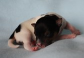 1. puppy: coated carrier girl