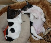 Enlarge photo 17