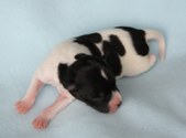 2. puppy: coated carrier girl