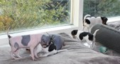 Enlarge photo 16