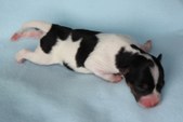 3. puppy: coated carrier girl