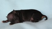 4. puppy: hairless girl