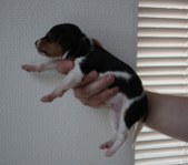 Enlarge photo 11
