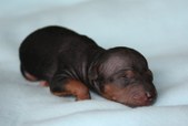 6. puppy: hairless girl