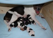 Group photos of Frida and Jimmy's pups