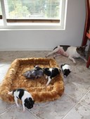 Enlarge photo 16