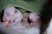 Hertta and Lewis' puppies 2008