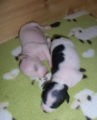 Enlarge photo 6