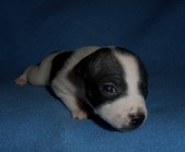 Enlarge photo 11