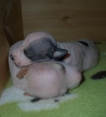 Enlarge photo 8