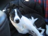 Hertta and Hugo's puppies 2006