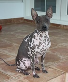 Hippu (Sarantais Ljuva Lucia)
