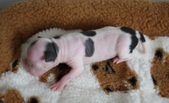 Enlarge photo 5