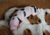 1. puppy: female