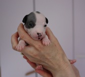 Enlarge photo 2