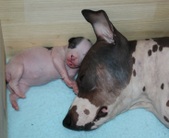 Enlarge photo 6