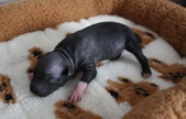 2. puppy: male
