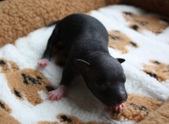 3. puppy: female