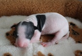 Enlarge photo 3