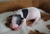 4. puppy: male