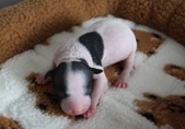 Enlarge photo 4