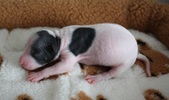 Enlarge photo 2
