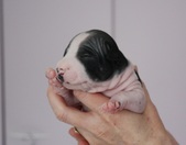 Enlarge photo 6