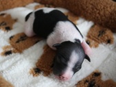5. puppy: male