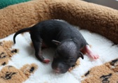 6. puppy: female