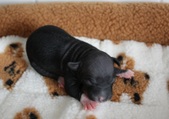 7. puppy: female