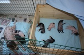 Enlarge photo 11