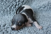 1. puppy: male