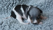 Enlarge photo 4