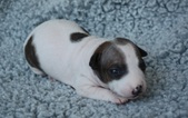 2. puppy: male