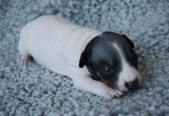 3. puppy: male