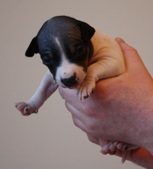 Enlarge photo 4