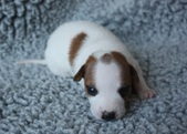 4. puppy: female