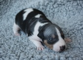 5. puppy: male
