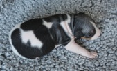 Enlarge photo 5