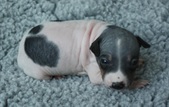 6. puppy: male