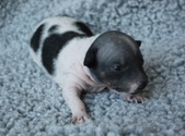 7. puppy: female